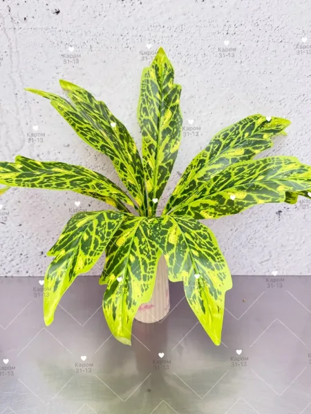 Высота — фото 2