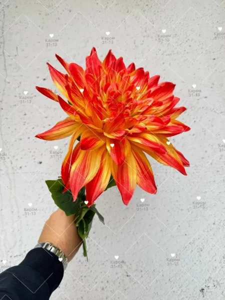 Высота — фото 3