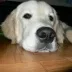 Юлия Корзенкова