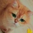 Наталья Яковлева