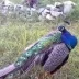 Сардана Слепцова