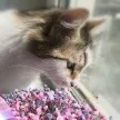 Олеся Козлова