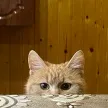 Диана Мазихова
